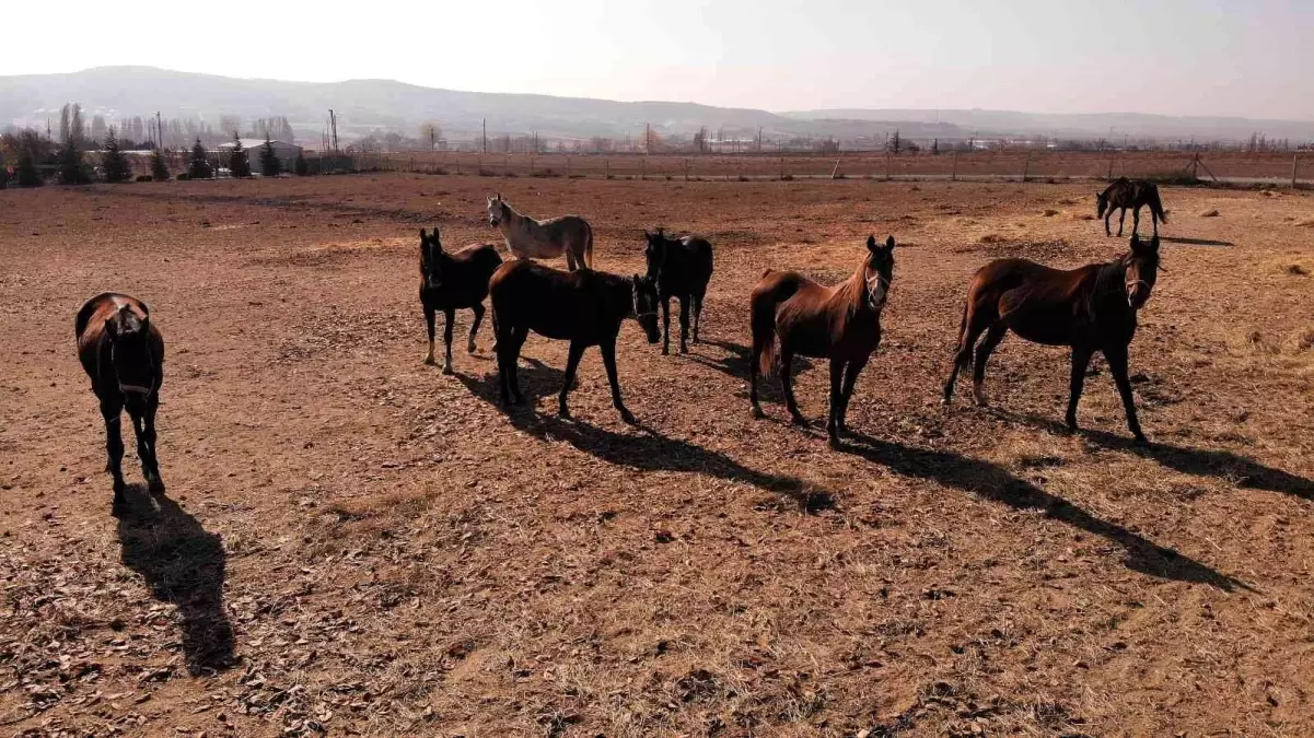 Soğuk havalarda milyonluk atlara böyle bakıyorlar