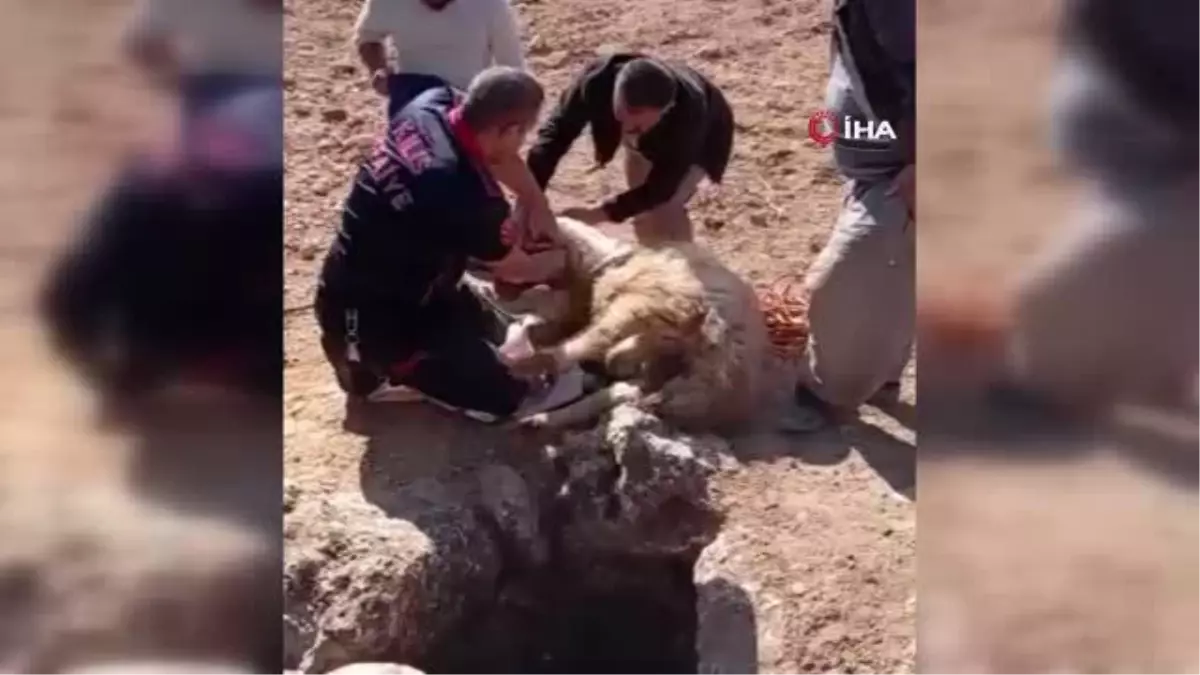 Su kuyusuna düşen koyun böyle kurtarıldı
