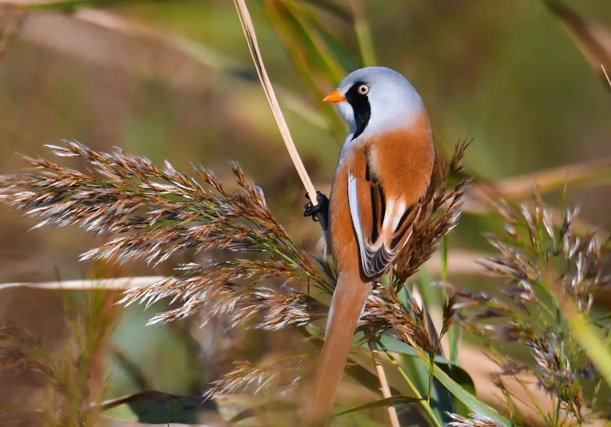Yalova'daki Hersek Lagünü'nde kuş türü 248'e yükseldi