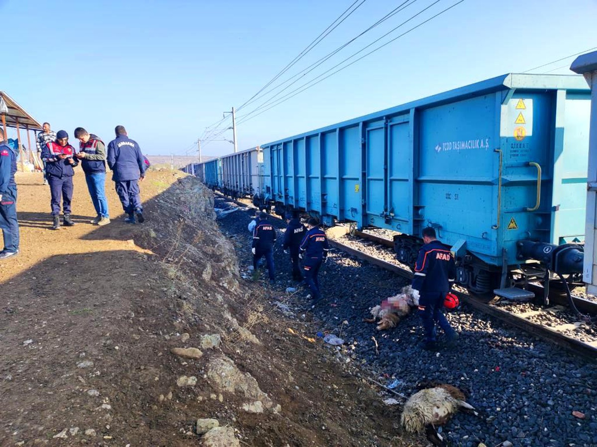 Yük treni sürüye çarptı: Çoban öldü, 30 koyun telef oldu
