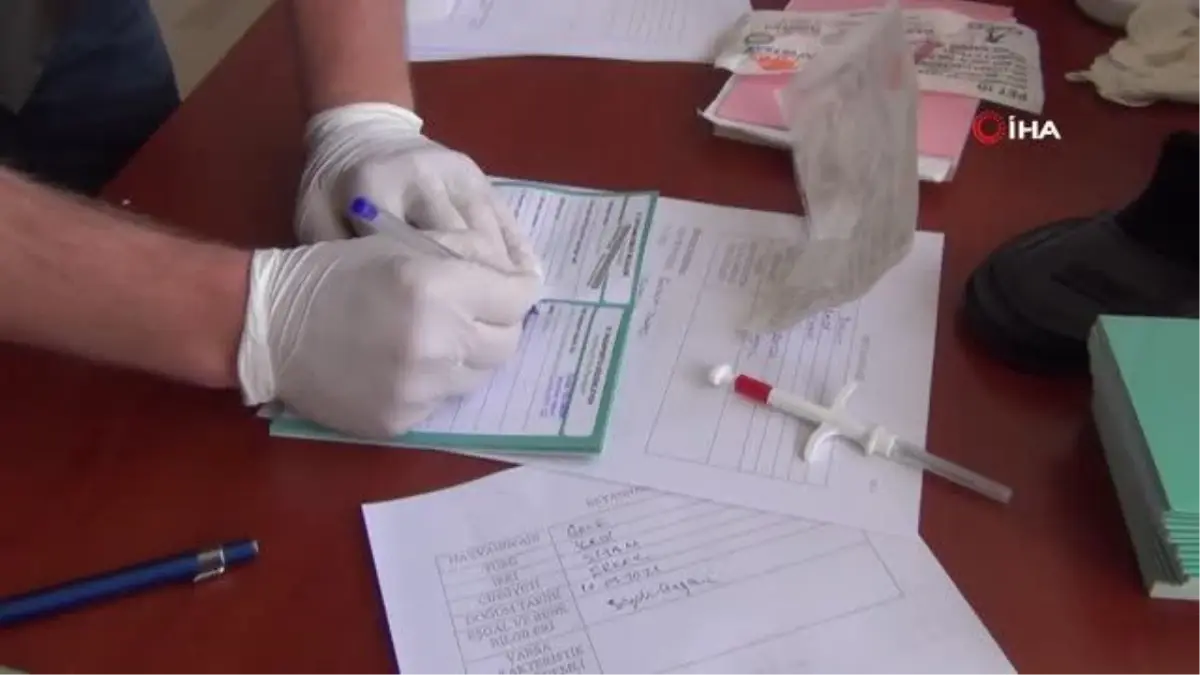 Afyonkarahisar'da 1000'den fazla kedi ve köpeğe çip takıldı