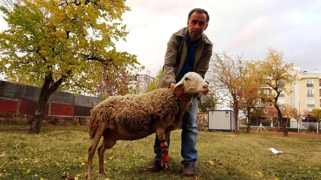 Çoban koyununu perişan halde gördü, yaptığı hareket herkesi hüngür hüngür ağlattı Çoban koyununu perişan halde gördü, yaptığı hareket herkesi hüngür hüngür ağlattı