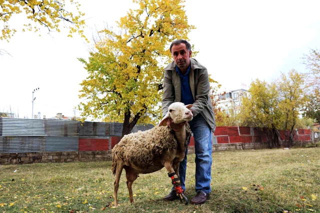Çoban koyununu perişan halde gördü, yaptığı hareket herkesi hüngür hüngür ağlattı Çoban koyununu perişan halde gördü, yaptığı hareket herkesi hüngür hüngür ağlattı