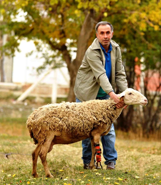 Çoban koyununu perişan halde gördü, yaptığı hareket herkesi hüngür hüngür ağlattı Çoban koyununu perişan halde gördü, yaptığı hareket herkesi hüngür hüngür ağlattı
