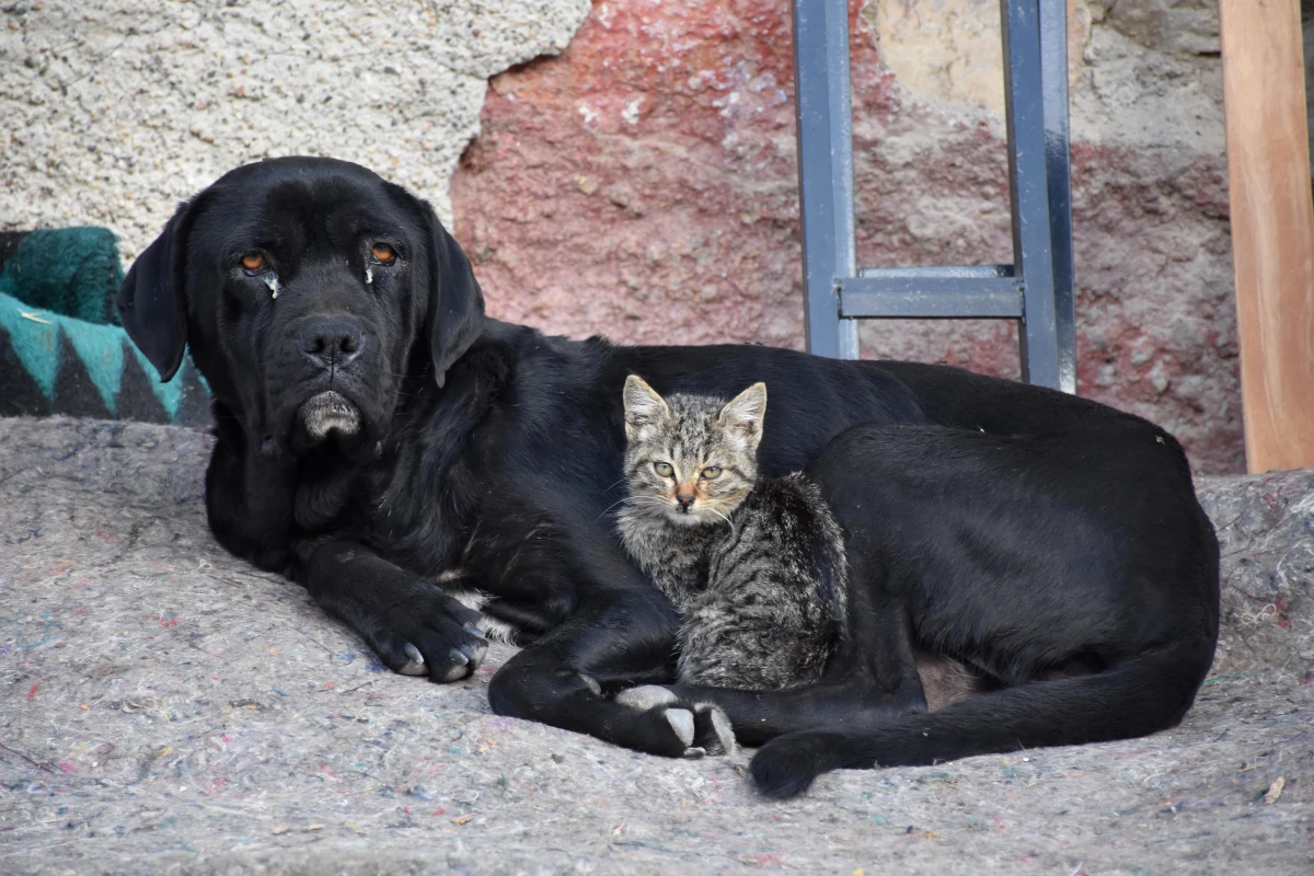 Eskişehir\'de yavruları ölen köpek, kediye annelik yapıyor