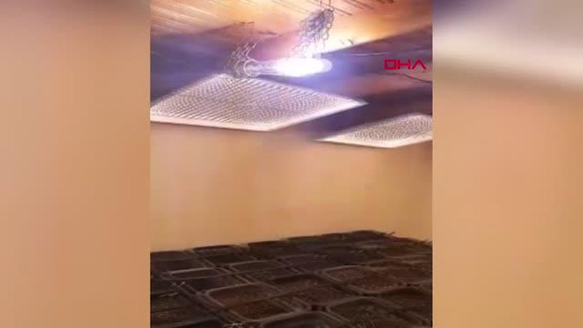 Ayvalık'ta Hint keneviri operasyonu; evi seraya çevirmişler