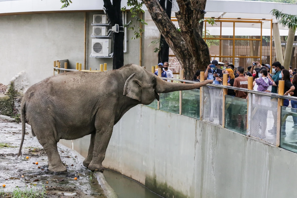 Filipinler\'deki Manila Hayvanat Bahçesi Yeniden Ziyarete Açıldı