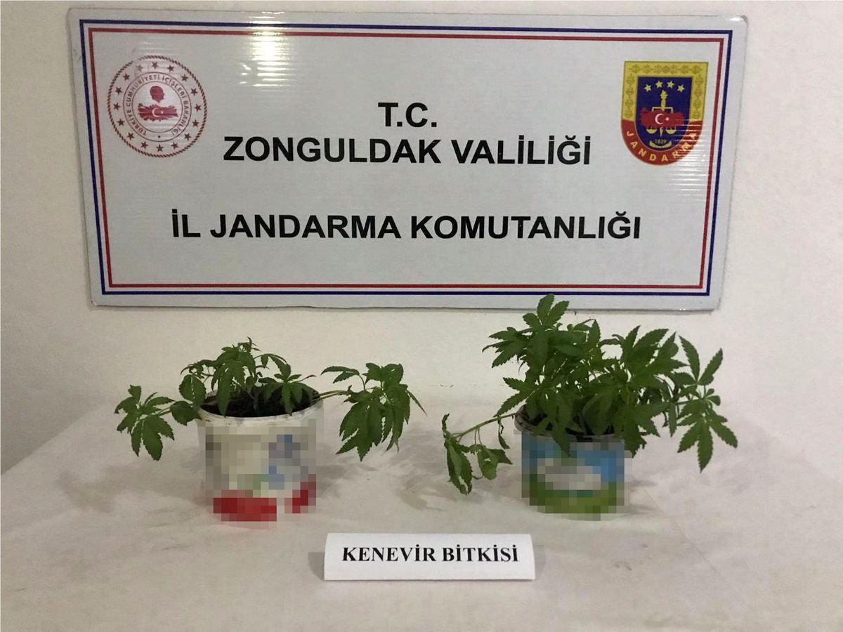 Jandarma Kdz. Ereğli\'de 22 kök kenevir yakaladı