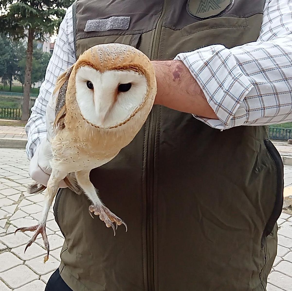 Samsun\'da bulunan yaralı peçeli baykuş tedavi altına alındı