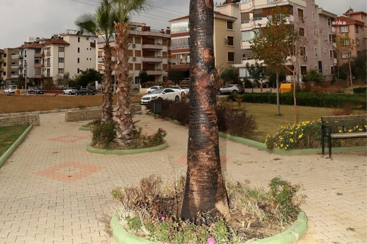 Şehir Magandaları Ödemiş Eğitim Şehitleri Parkı\'ndaki Palmiye Ağacını Yaktı