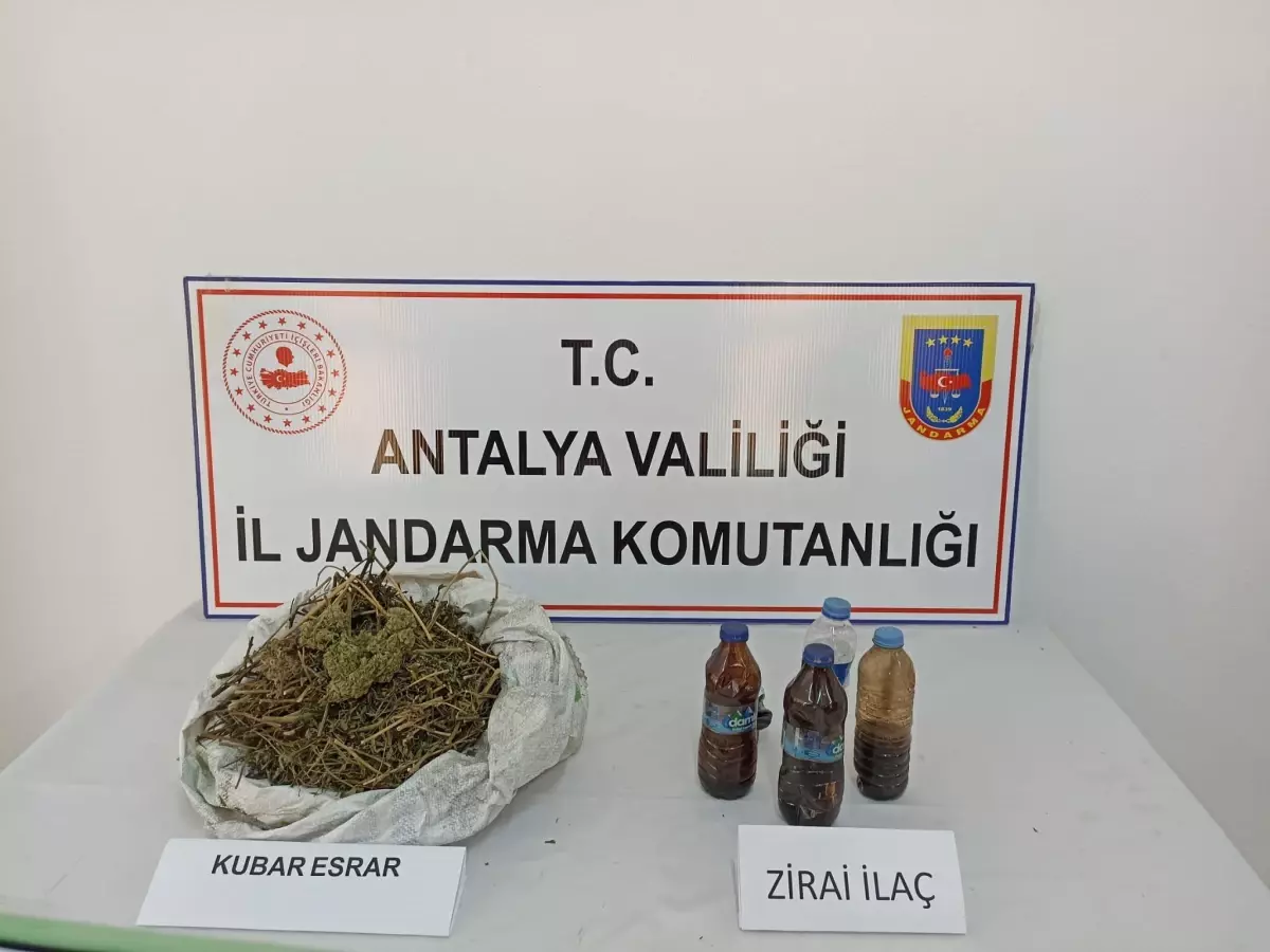 Antalya\'da muz bahçesinde esrar ele geçirildi, bir şüpheli gözaltına alındı
