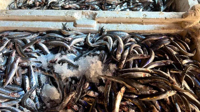 Düzceli balıkçı 1 ton hamsiyi vatandaşlara bedava dağıttı