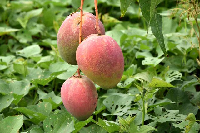 Bir ağacından 190 bin TL gelir sağlanan mango üreticinin yeni gözdesi Bir ağacından 190 bin TL gelir sağlanan mango üreticinin yeni gözdesi