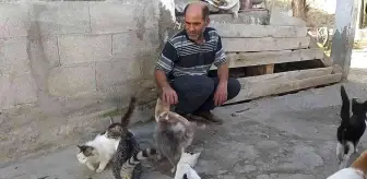 50'ye yakın sokak hayvanına adeta babalık yapıyor