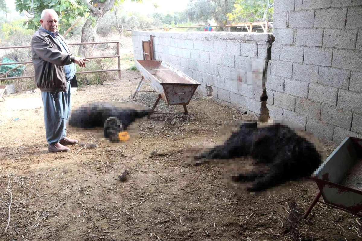 Mersin\'de başıboş köpek dehşeti: Ağıldaki keçileri telef ettiler