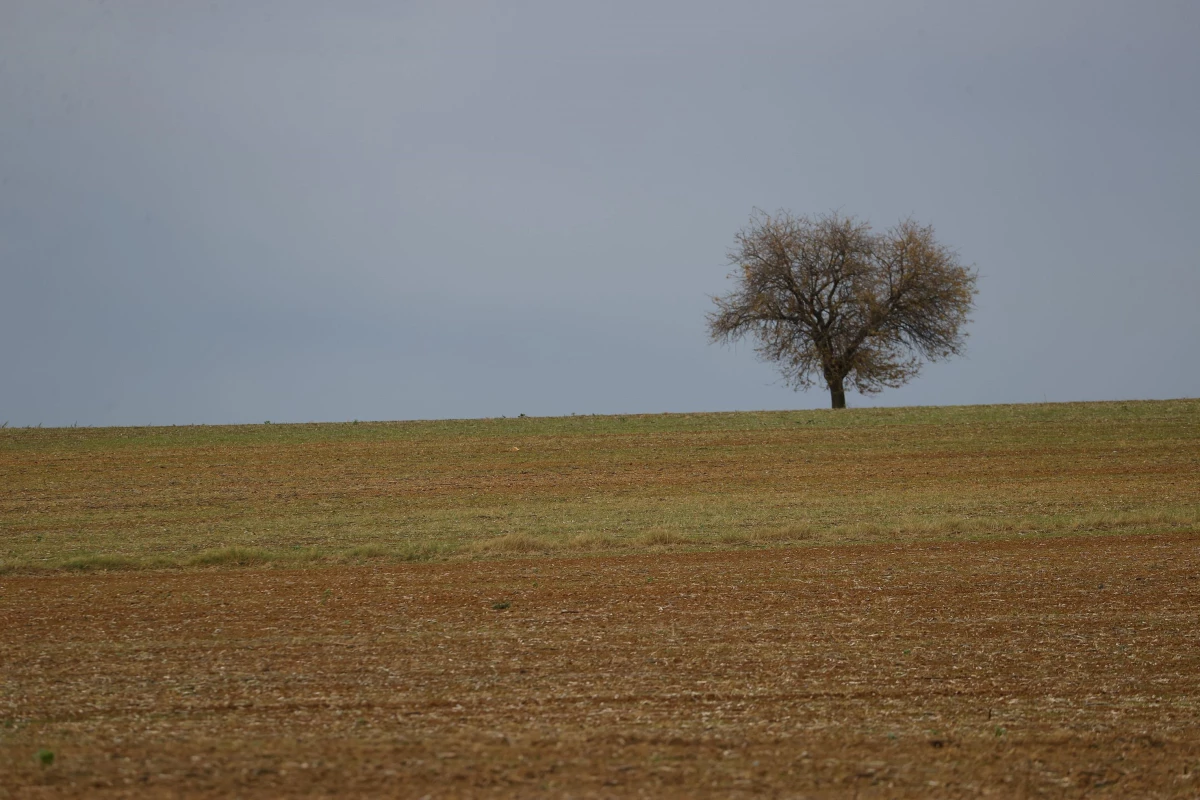 Trakya\'da etkili olan yağış, kuru toprağa ekilen buğdayın çimlenmesine yetti