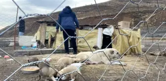 Yavru köpekleri beslemek için her gün 5 kilometre yol gidiyorlar