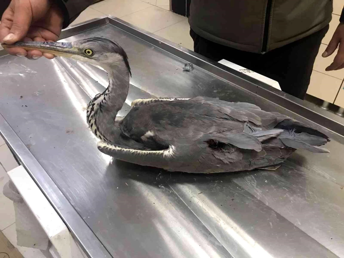 Kars\'ta yaralı Gri Balıkçıl kuşu tedavi altına alındı