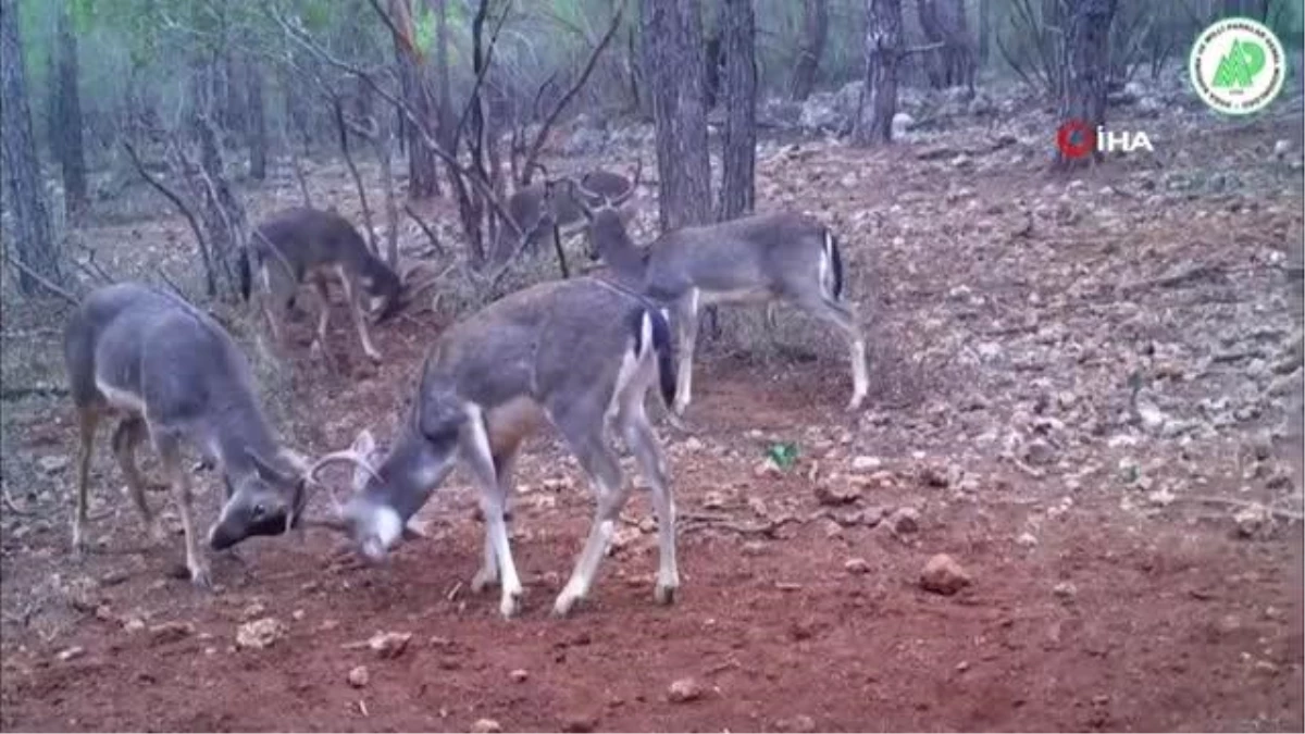 Kavga eden alageyikler Milli Parkların fotokapanına yakalandı