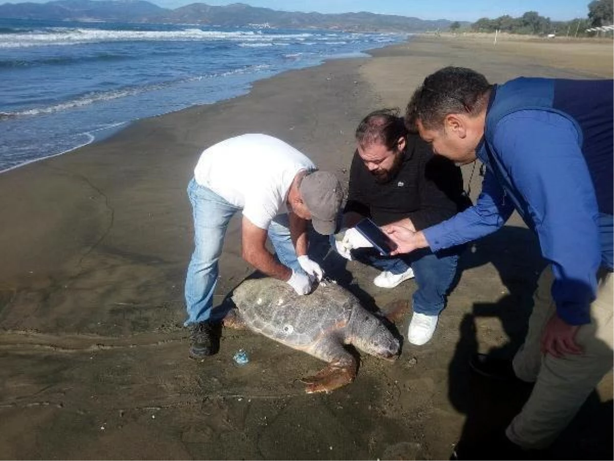 Kuşadası\'nda 4 gün içinde 3 deniz kaplumbağası ölü bulundu