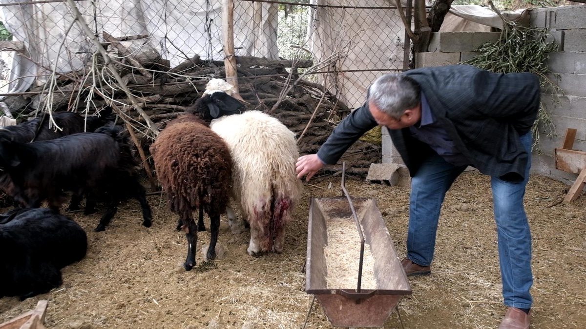 Ağıla giren sahipsiz köpekler bir küçükbaş hayvanı telef etti, 4\'ünü yaraladı
