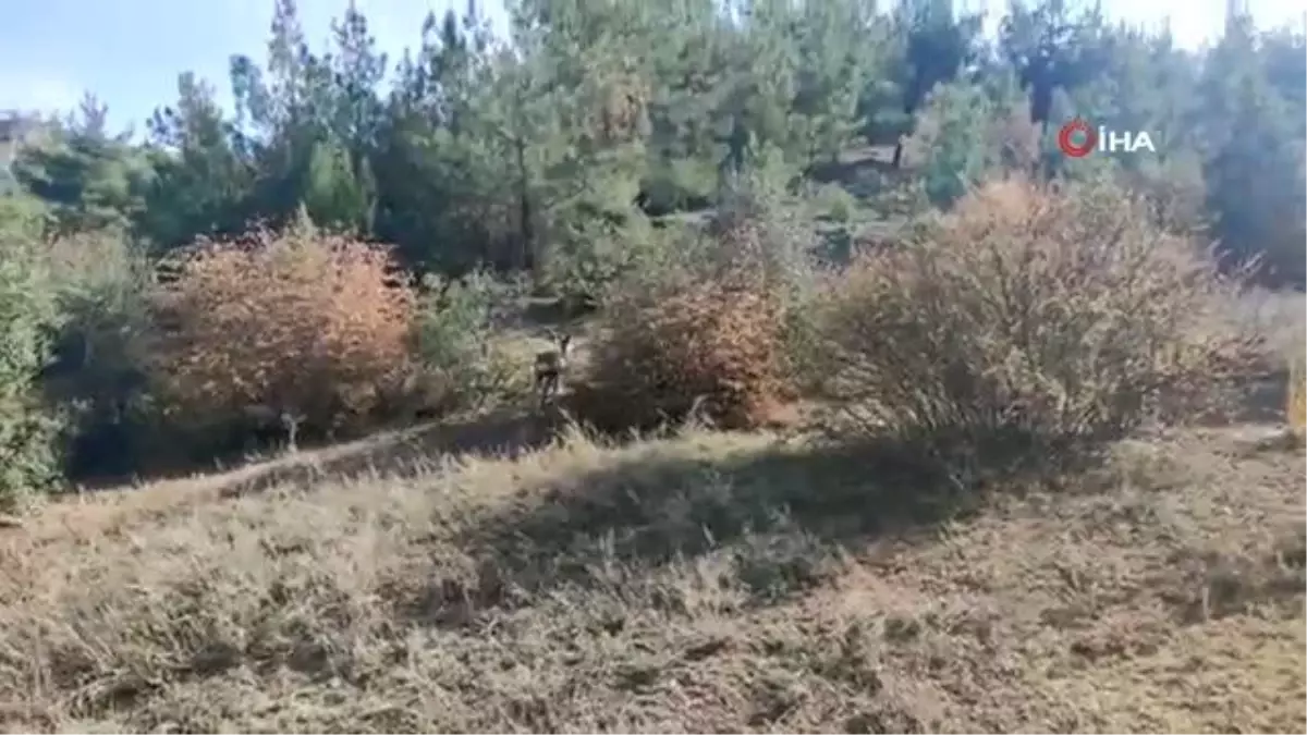 Sağlığına kavuşan karaca, doğaya salındı