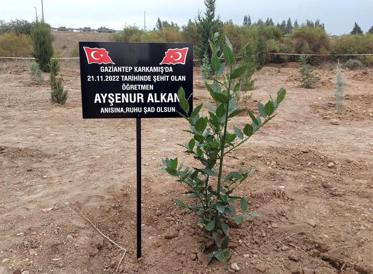 Şehit öğretmen Ayşenur Alkan adına fidan dikildi