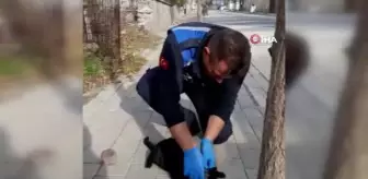 Zabıta görevlisi, kafası kavanoza sıkışmış kediye yardım etti