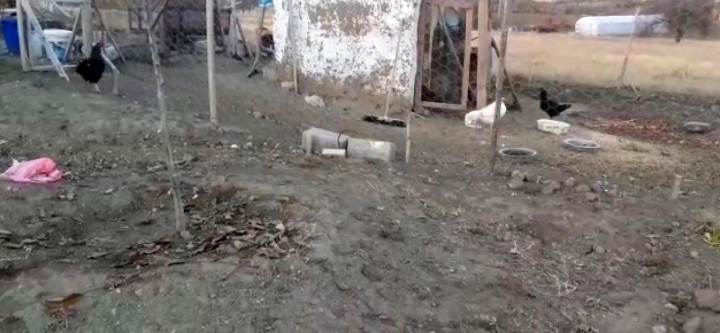 Elazığ\'da köpekler kümese girdi, 37 tavuğu telef etti