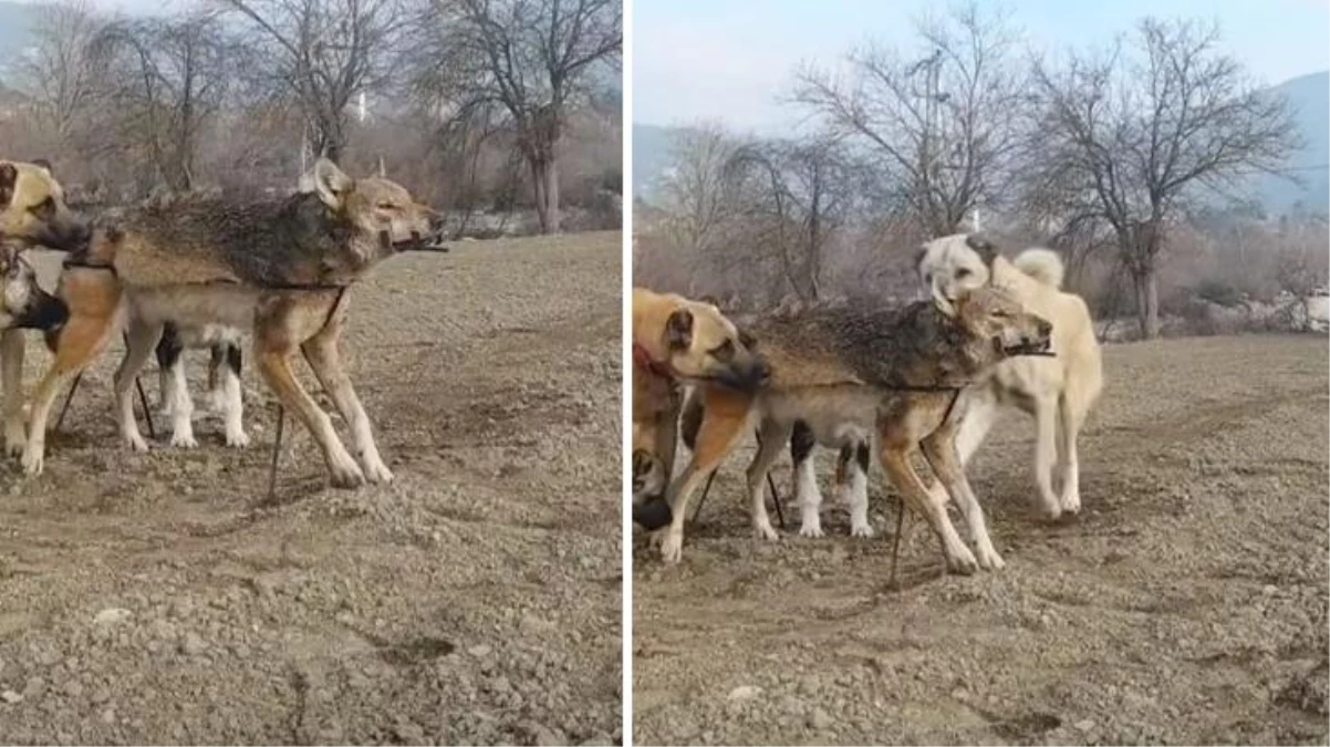 Kangal, alfa kurdu alt edebilir mi? Bu deney bütün fikirleri değiştirecek