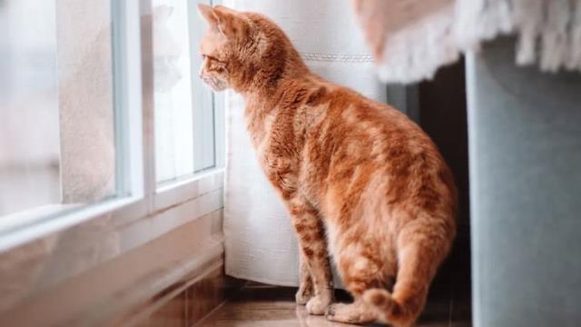 Kedi ve köpek sahibi olanlar 31 Aralık tarihine dikkat! Hayvanınıza çip taktırmak için son gün Kedi ve köpek sahibi olanlar 31 Aralık tarihine dikkat! Hayvanınıza çip taktırmak için son gün