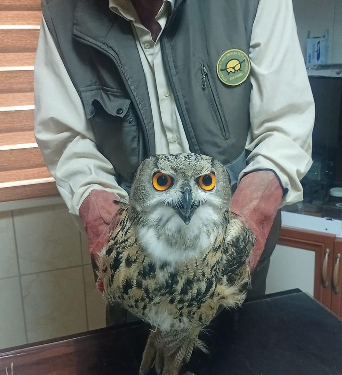 Osmaniye\'de bitkin halde bulunan puhu tedaviye alındı