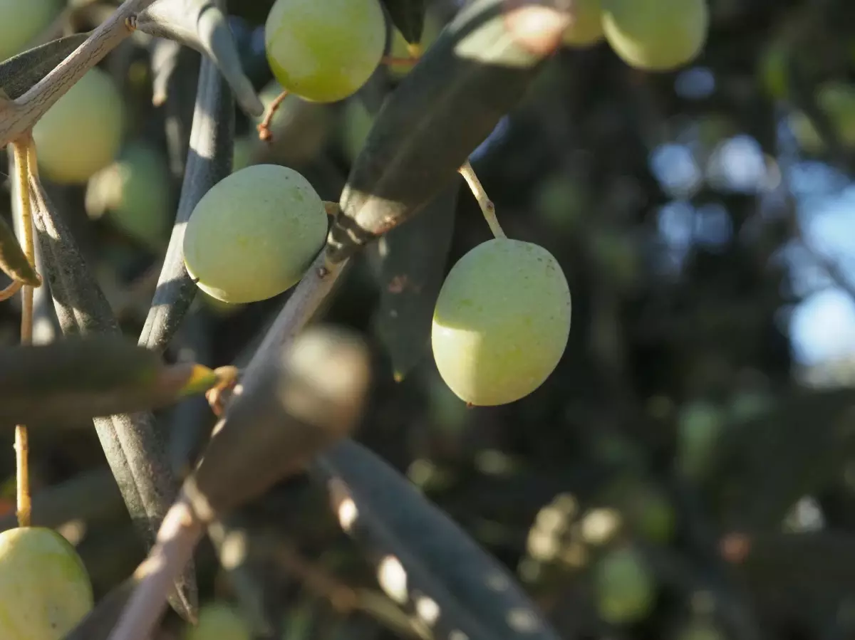 Balıkesir\'in körfez ilçelerindeki yağışlar zeytin üreticisini sevindirdi