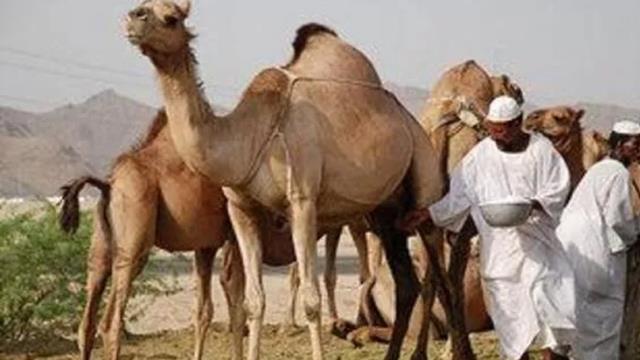 DSÖ'den ilginç uyarı: Dünya Kupası'nda deve idrarı içmeyin