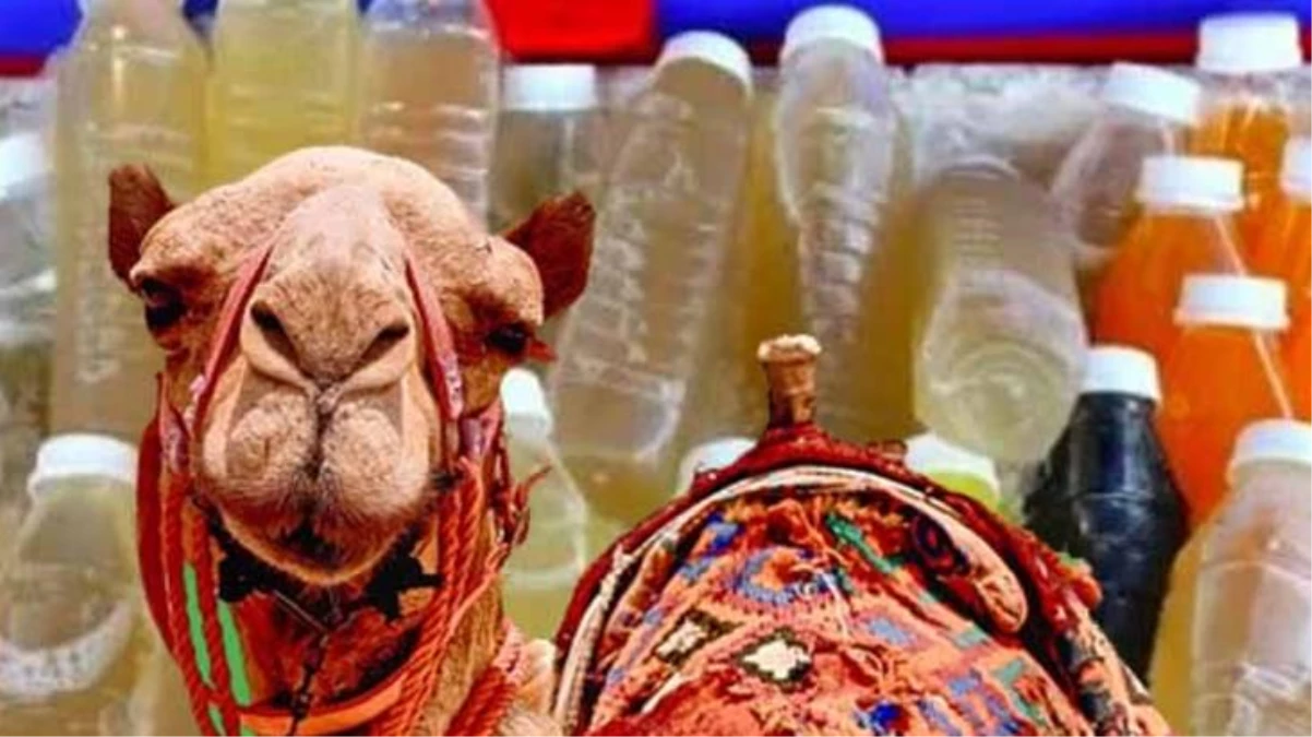 Dünya Sağlık Örgütü, Dünya Kupası için Katar\'a gidenleri uyardı: Deve idrarı içmeyin