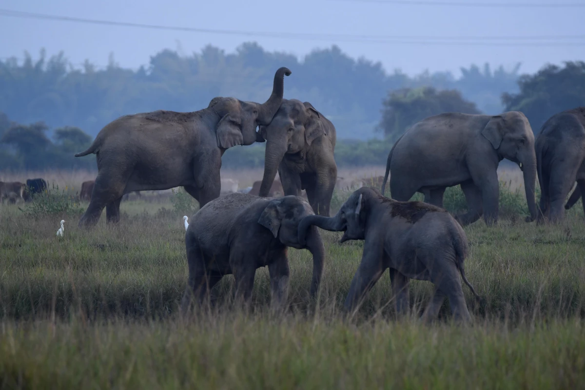 Hindistan\'daki Vahşi Fil Sürüsü Yiyecek Arayışında