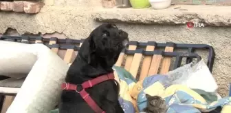 Kedi ve köpeğin dostluğu gülümsetti