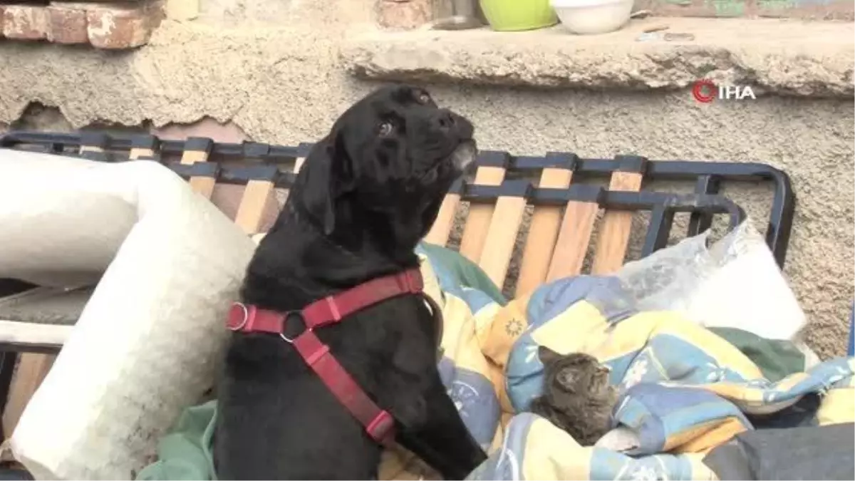 Kedi ve köpeğin dostluğu gülümsetti