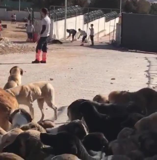 Konya'da barınaktaki hayvanların telef edildiği iddialarına ilişkin 2 şüpheliye gözaltı