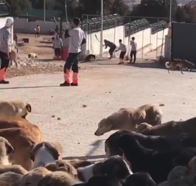 Konya'da barınaktaki hayvanların telef edildiği iddialarına ilişkin 2 şüpheliye gözaltı