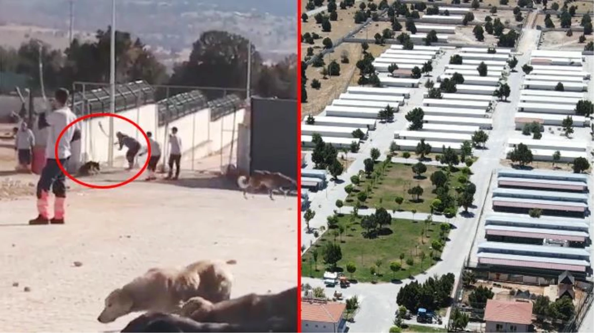Konya\'da köpeklerin kürekle canice öldürüldüğü barınakta ilk fatura kesildi