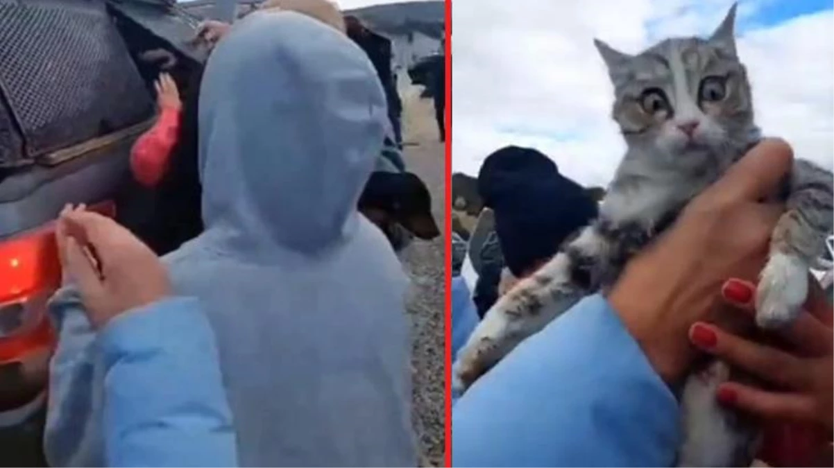 Konya Büyükşehir Belediyesi\'nin hayvan barınağında bir korkunç manzara daha: Ağzı bağlanmış poşetlere koyulan kedileri vatandaşlar kurtardı