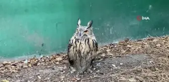 Tedavisi tamamlanan puhu doğaya salındı