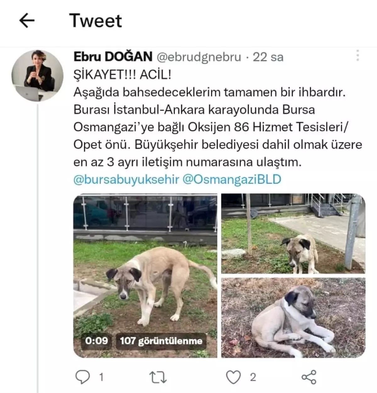 Bursa\'da yaralı halde bulunan sahipsiz köpek tedavi altına alındı