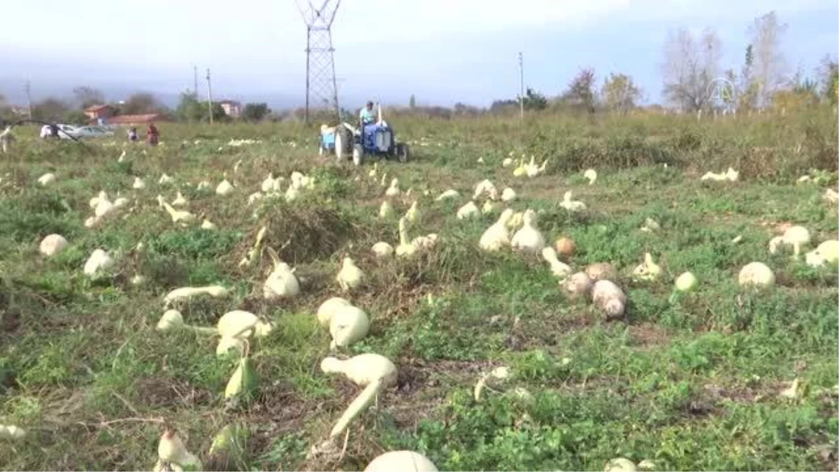 Ürettiği su kabağını yurt dışına da gönderiyor