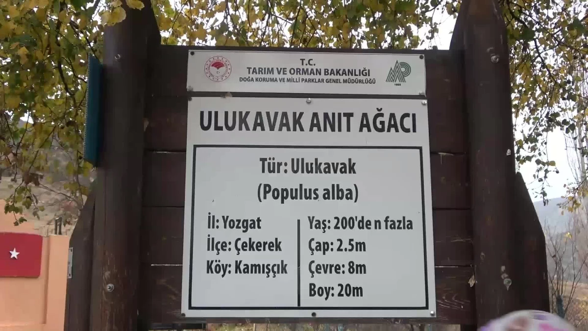 Yozgat\'ın Çekerek İlçesindeki \'Ulu Kavak\' Ağacının Bulunduğu Alanda, Çevre Düzenlemesi Yapılacak