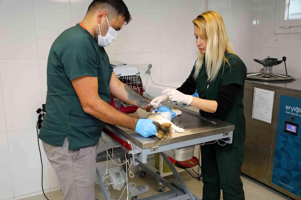 Bayraklı\'da yaralı halde bulunan köpek kanseri yendi