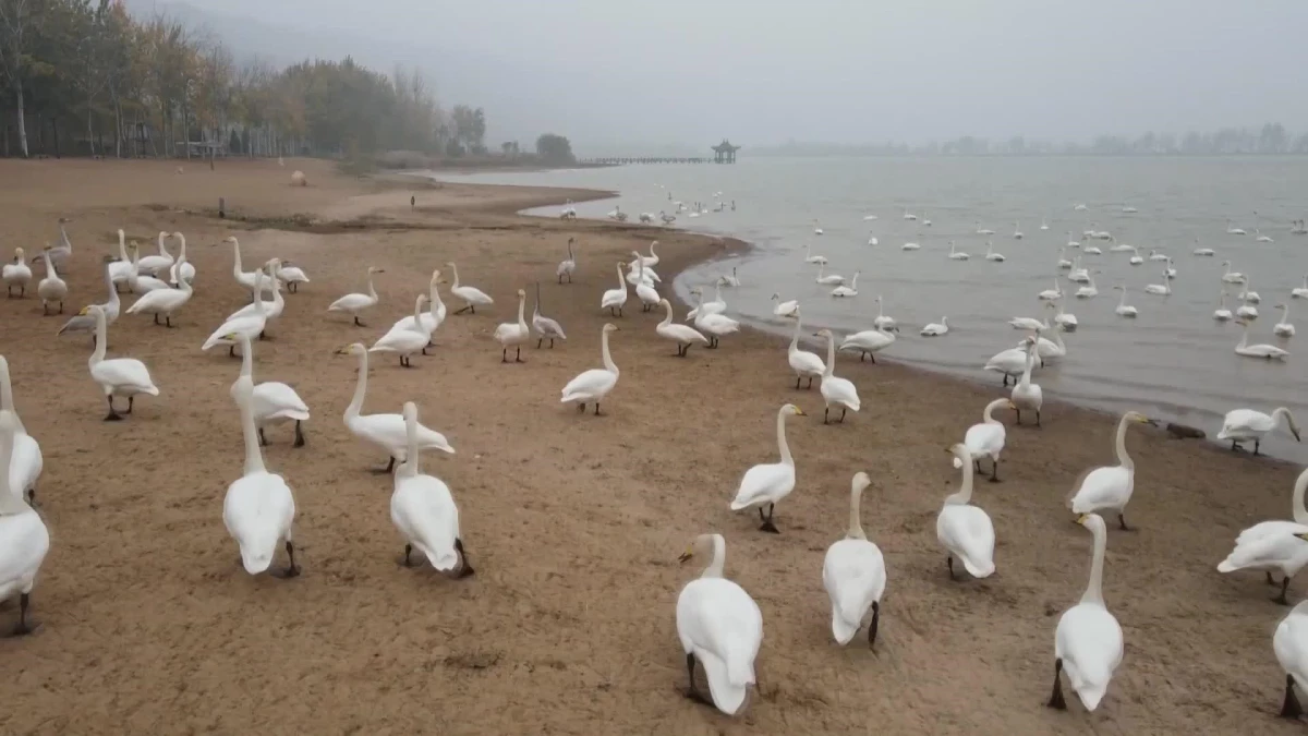 Binden Fazla Ötücü Kuğu, Çin\'in Shanxi Eyaletindeki Sulak Alana Akın Etti