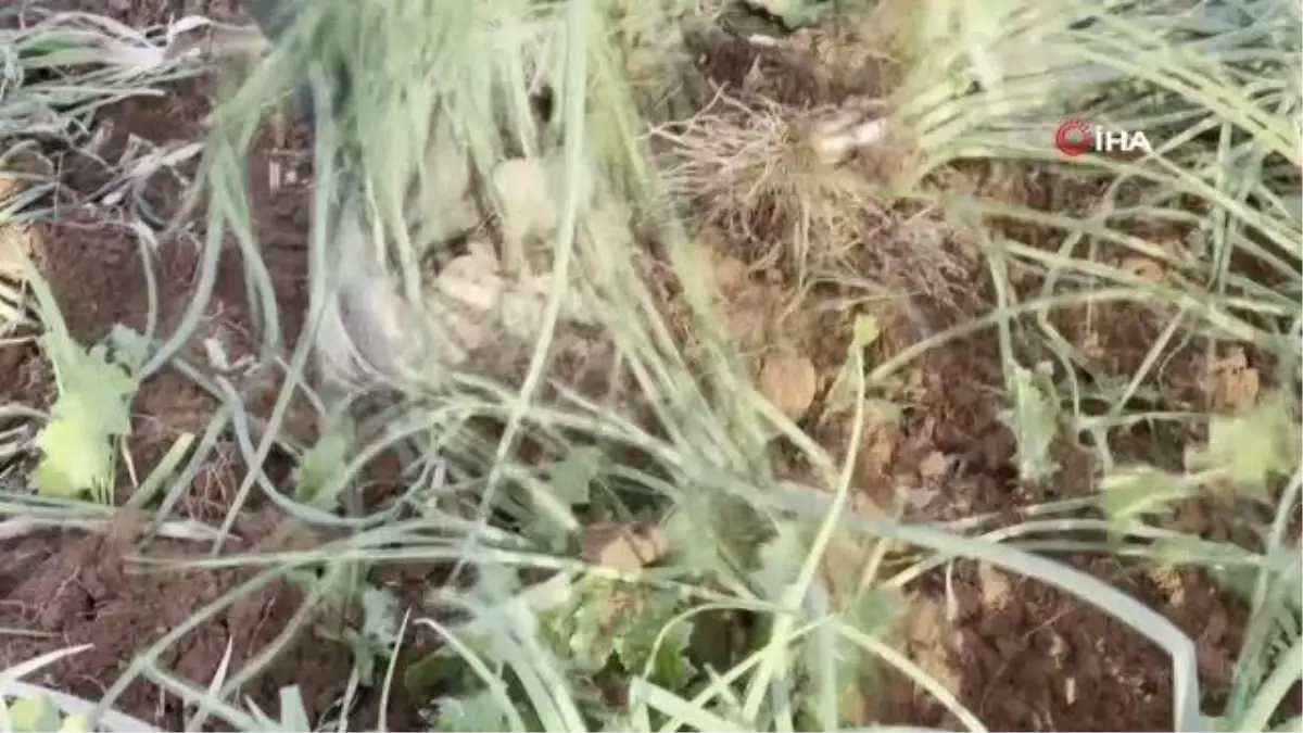 (MARDİN - ÖZEL)Teknolojisi olmayan yeşil soğanı tek tek elleriyle topluyorlar