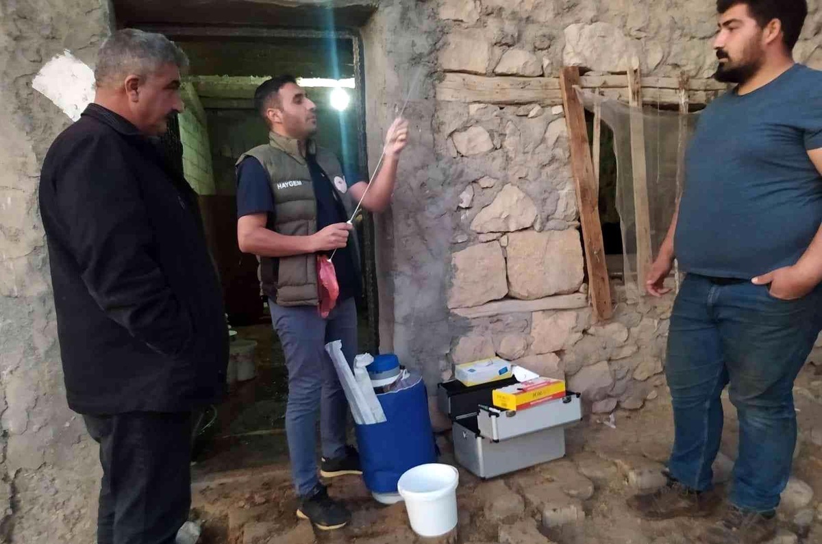 Siirt\'te etçi ve kombine ırkların ilk buzağıları dünyaya geldi